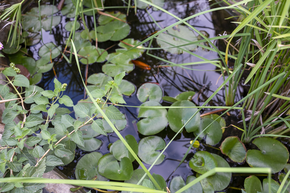 jardin de mindfulness (11)