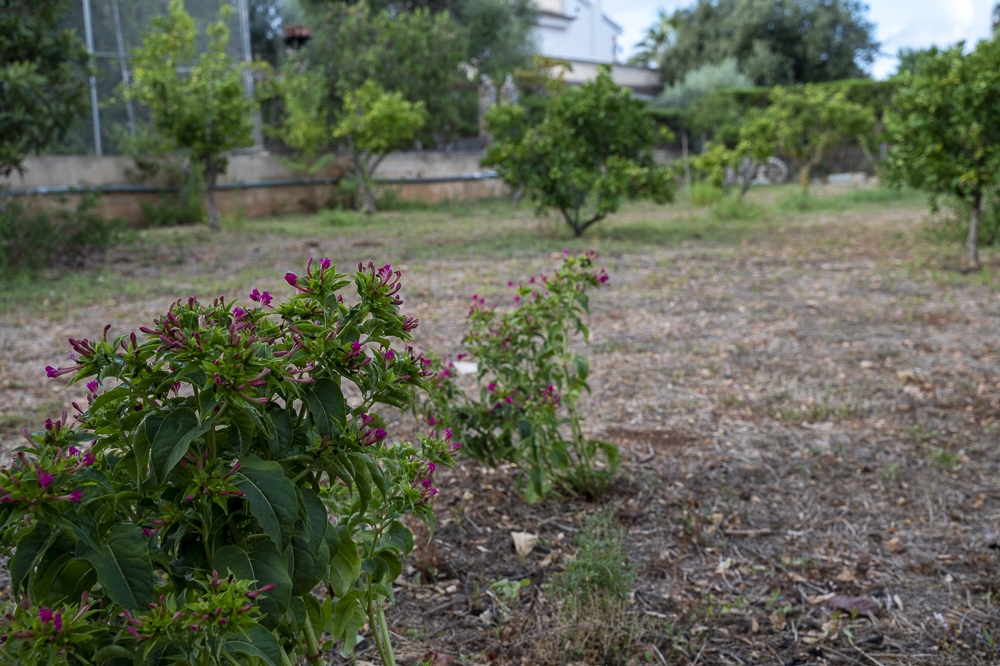 jardin de mindfulness (3)