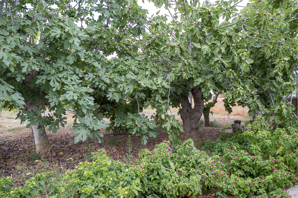 jardin de mindfulness (6)